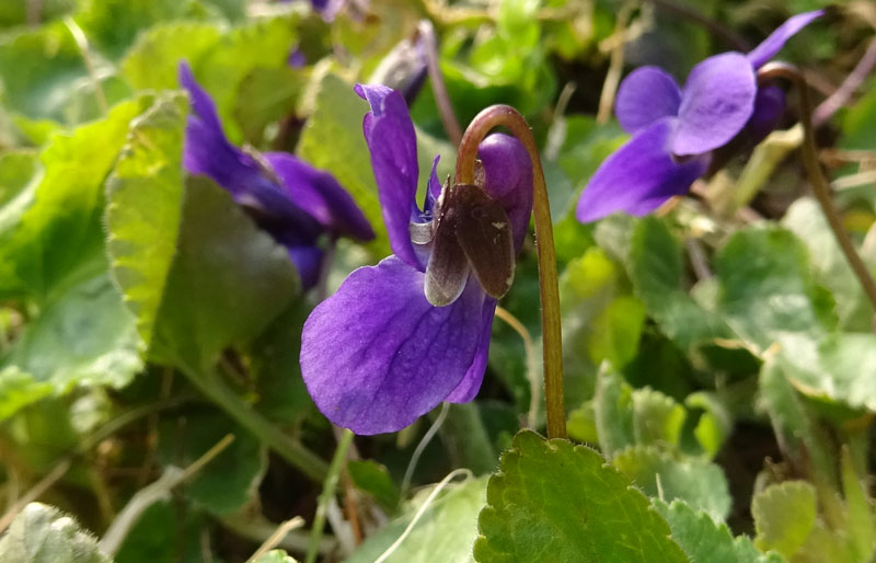 Viola odorata - Violaceae